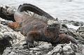 Santiago_Sullivan_Bay_marine_iguana