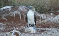 Seymour_blue_footed_booby