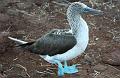 Seymour_blue_footed_booby_1