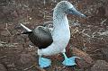 Seymour_blue_footed_booby_2