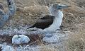 Seymour_blue_footed_booby_3