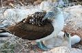 Seymour_blue_footed_booby_4