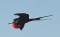 Seymour_frigatebird