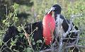 Seymour_frigatebird_3