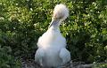 Seymour_frigatebird_7_baby