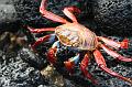 Sombrero_Chino_Sally_Light_Foot_Crab