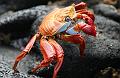 Sombrero_Chino_Sally_Light_Foot_Crab_1