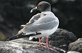 South_Plaza_Swallow_Tailed_Gull