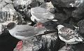South_Plaza_Swallow_Tailed_Gull_2
