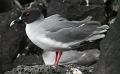 South_Plaza_Swallow_Tailed_Gull_3