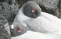 South_Plaza_Swallow_Tailed_Gull_4