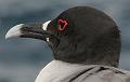 South_Plaza_Swallow_Tailed_Gull_5