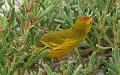 South_Plaza_Yellow_Warbler