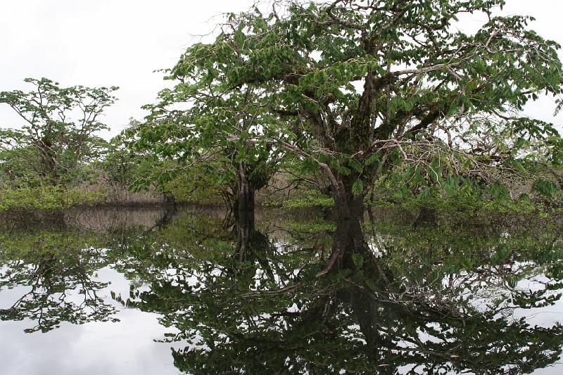 Cuyabeno_Laguna_Grande_11.JPG