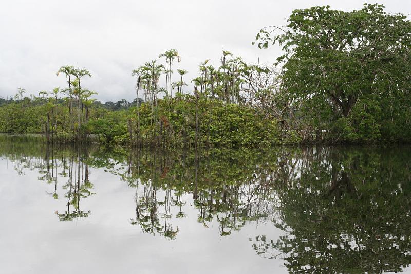 Cuyabeno_Laguna_Grande_5.JPG