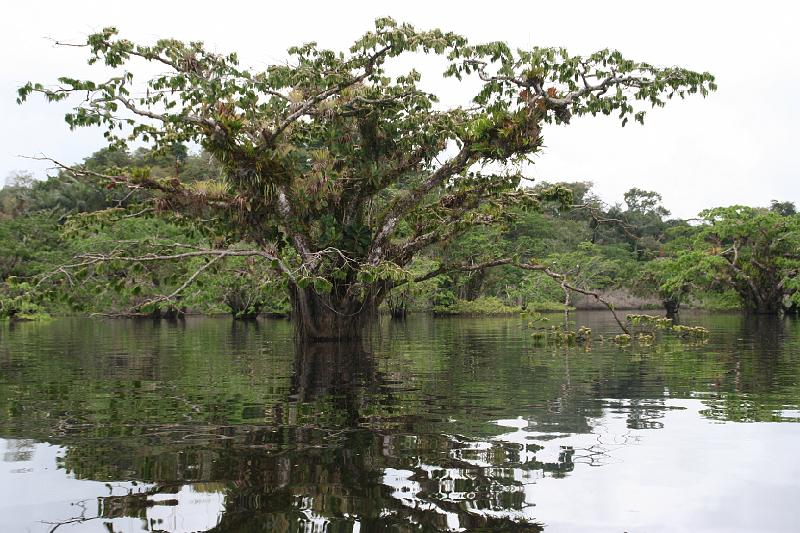 Cuyabeno_Laguna_Grande_7.JPG