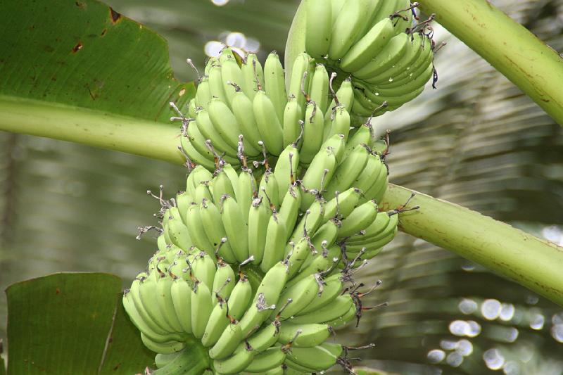 Cuyabeno_Siona_gemeenschap_bananenplantage_1.JPG