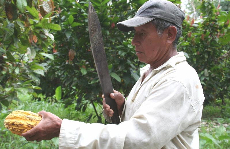 Cuyabeno_Siona_gemeenschap_cacaoplantage_1.jpg