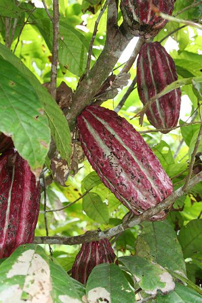 Cuyabeno_Siona_gemeenschap_cacaoplantage_2.JPG
