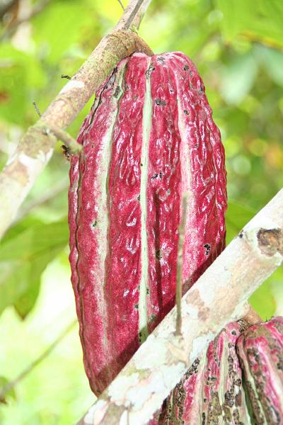 Cuyabeno_Siona_gemeenschap_cacaoplantage_3.JPG