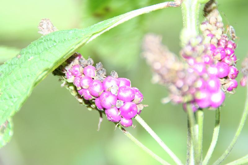 Cuyabeno_flowers_4.JPG