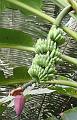 Cuyabeno_Siona_gemeenschap_bananenplantage