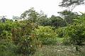 Cuyabeno_Siona_gemeenschap_cacaoplantage
