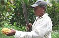 Cuyabeno_Siona_gemeenschap_cacaoplantage_1