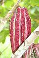 Cuyabeno_Siona_gemeenschap_cacaoplantage_3