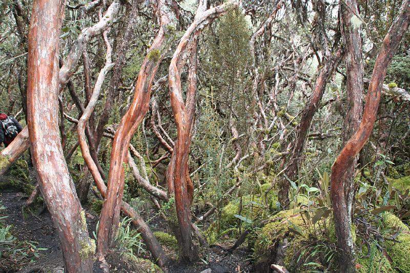 Cajas_Polylepis_forest.jpg