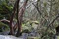 Cajas_Polylepis_forest_2