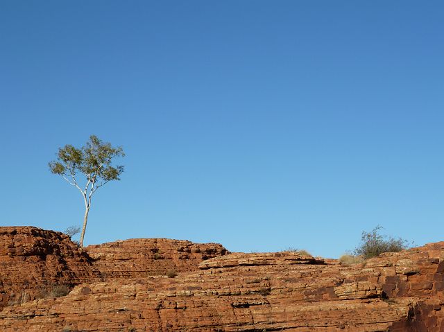 231-red-centre-kings-canyon-34.jpg - Kings Canyon (Red Centre)