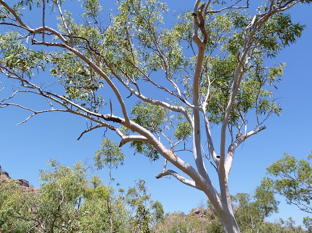 110-kakadu-nitmiluk-edith-falls-12.jpg - Prachtige bomen (eucalyptus) ...