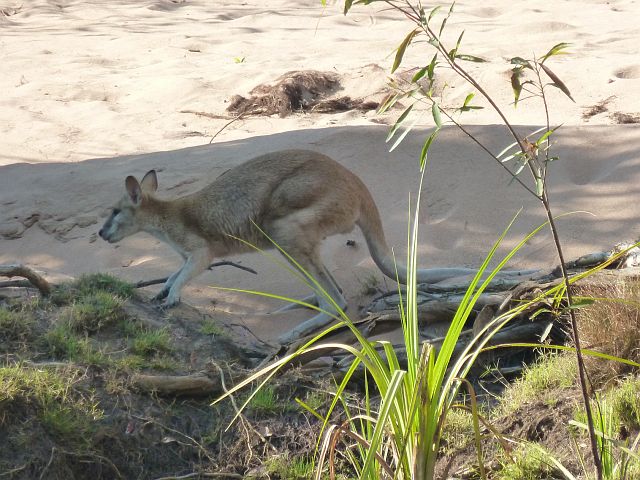 124-katherine-gorge-17.jpg - Een kangoeroe volgt ons langs de oever.
