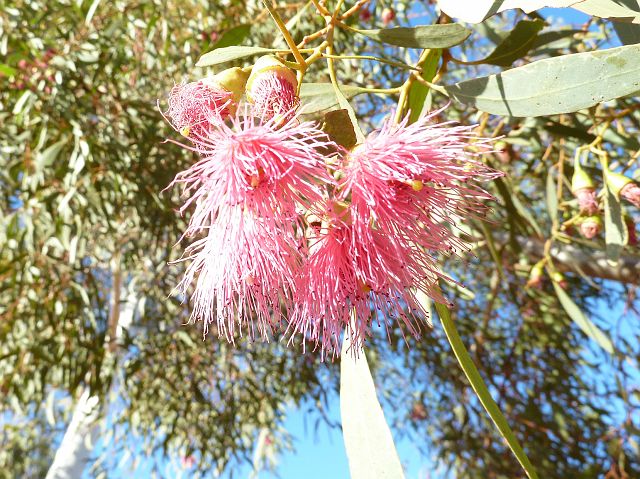 268-red-centre-uluru-89.jpg - onder een bloeiende eucalyptusboom.