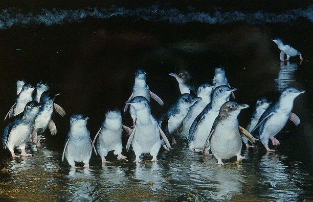 433-philllip-island-pinguin-parade-4.jpg - ’s Avonds komen kleine pinguins met honderden uit zee terug en zoeken hun nest op om te slapen.