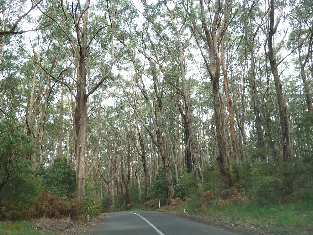 442-great-ocean-road-13.jpg - In het eucalyptusbos ...