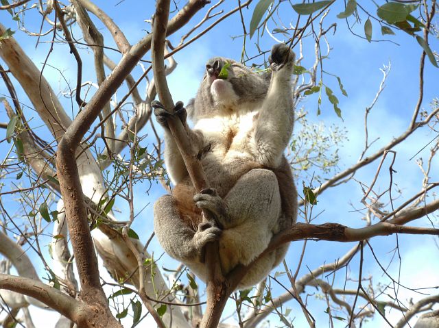 446-great-ocean-road-21.jpg - Koala’s staan op dieet: zij eten uitsluitend eucalyptusbladeren.