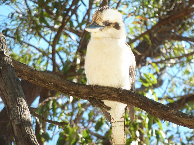 563-sydney-25-manly.jpg - Deze kookaburra wacht zijn beurt af om een kruimeltje mee te pikken.