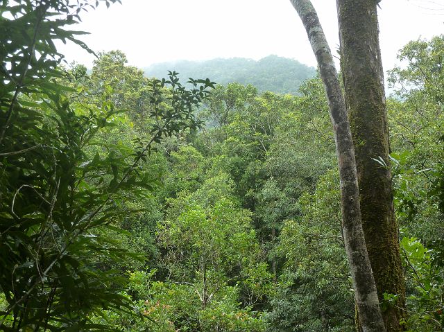 610-mossman-gorge-4.jpg - Wandelen in het regenwoud – Mossman Gorge.