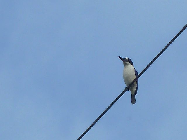 636-daintree-village-24.jpg - Gespot: forest kingfisher.