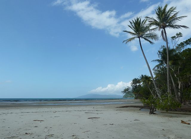 701-cape-tribulation-103-coconut-beach.jpg - Ochtendwandeling op paradijselijk Coconut Beach.