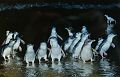 433-philllip-island-pinguin-parade-4