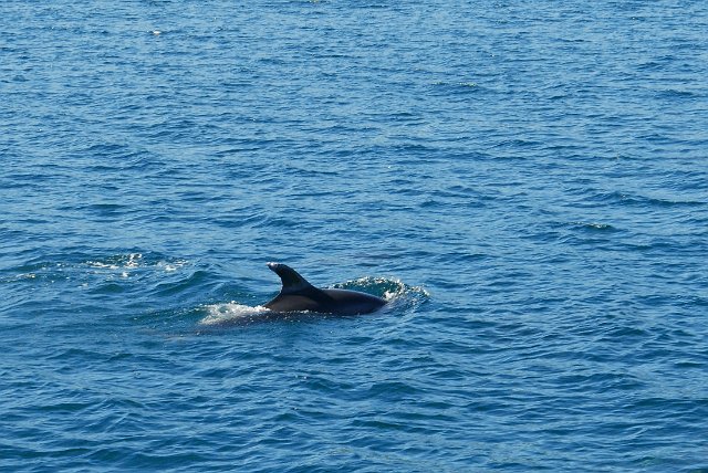 175-Marlborough-Sounds-Queen-Charlotte-072.jpg - ...die ook dolfijnen weet te bekoren.