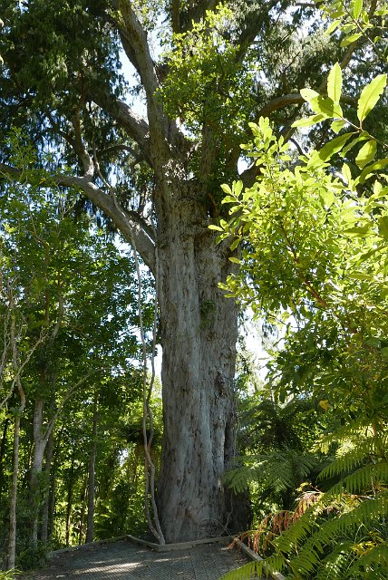 190-Marlborough-Sounds-Queen-Charlotte-098.jpg - Deze Puhikereru Rimu Tree is meer dan 1000 jaar oud, heeft een diameter van 2 meter en een canopy breedte van 30 meter!