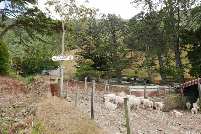 210-Pelorus-Sound-051.jpg - Hier nemen we een kijkje in een afgelegen schapenboerderij.